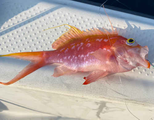 サクラダイの釣果