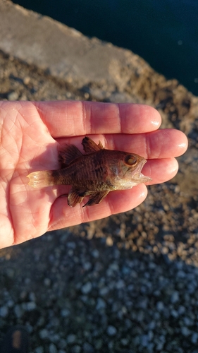 クロイシモチの釣果