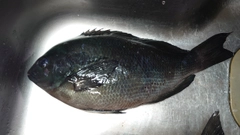 クチブトグレの釣果