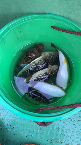 ショウサイフグの釣果