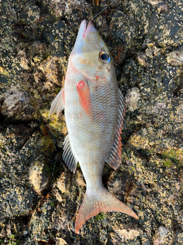 マトフエフキの釣果