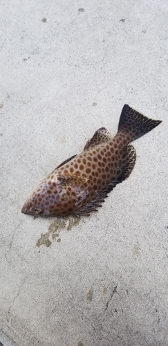 オオモンハタの釣果