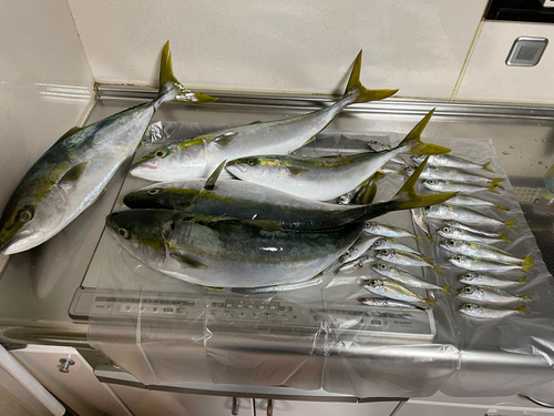 ハマチの釣果