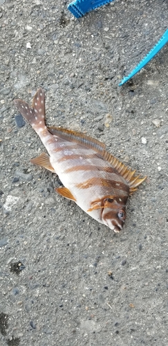 タカノハダイの釣果