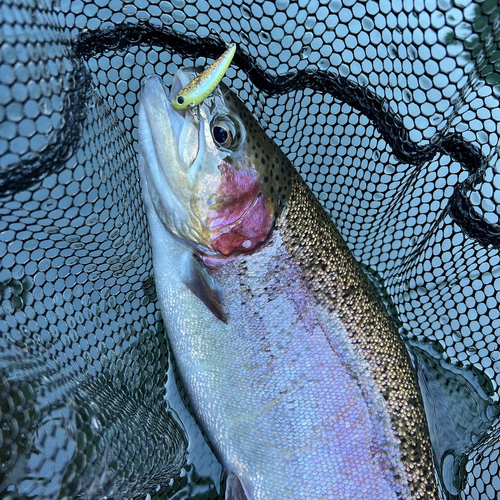 トラウトの釣果