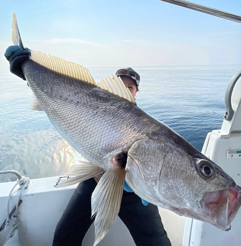 オオニベの釣果