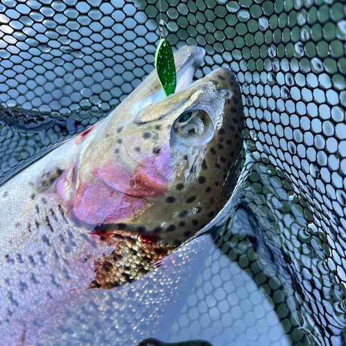 トラウトの釣果