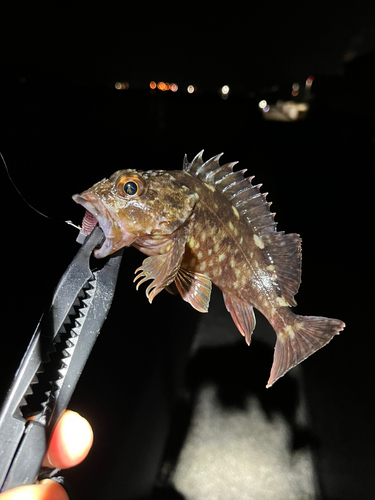 カサゴの釣果