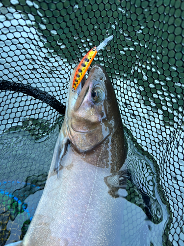 トラウトの釣果