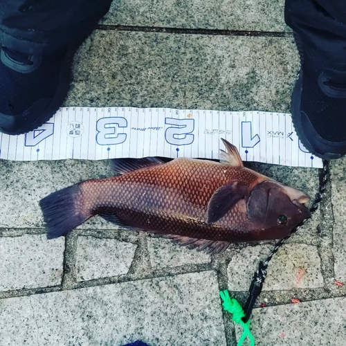 カンダイの釣果