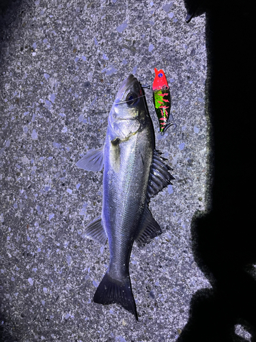 シーバスの釣果