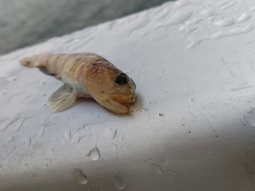 ハゼの釣果