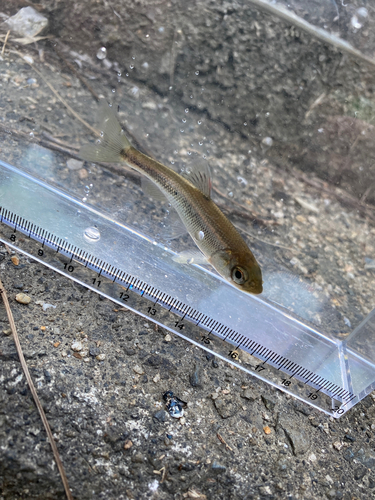 カワムツの釣果