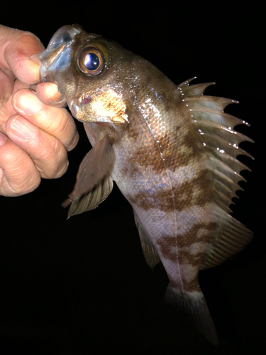 メバルの釣果