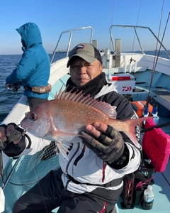 マダイの釣果