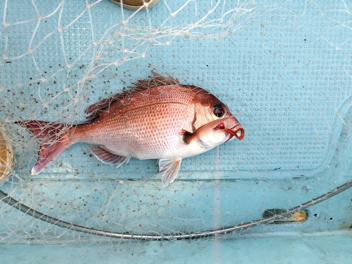 ドS東京湾鯛ラバ備忘録さんの釣果 2枚目の画像