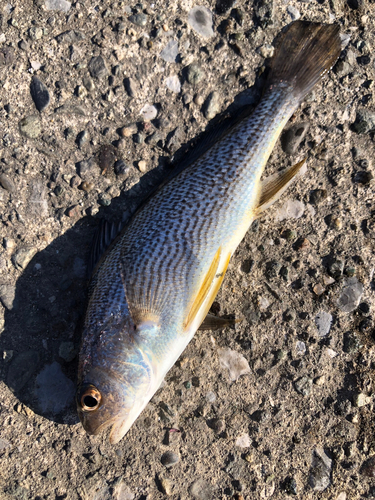 イシモチの釣果