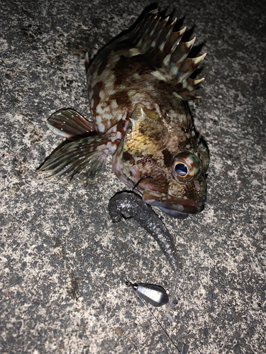 カサゴの釣果