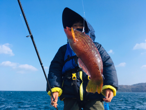 ホシササノハベラの釣果