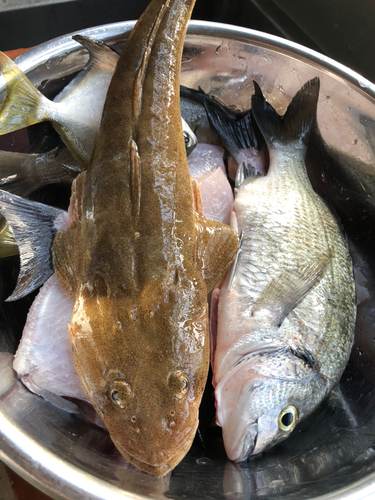 コチの釣果