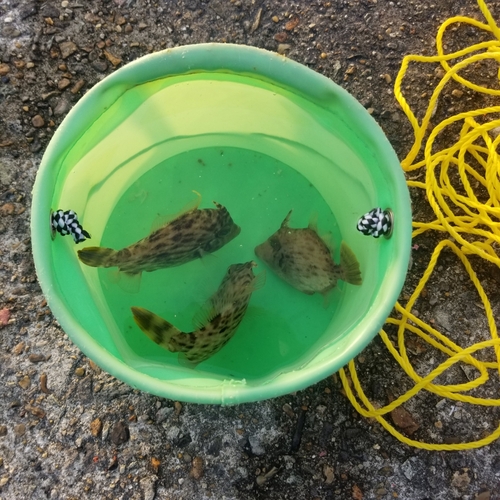 カワハギの釣果