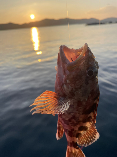 カサゴの釣果