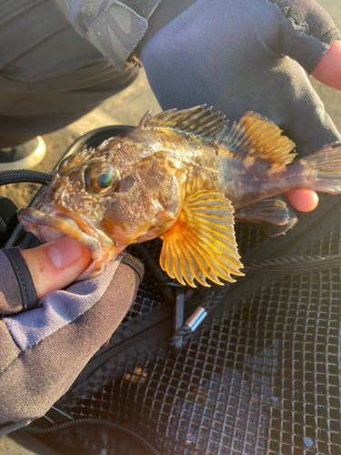 カサゴの釣果