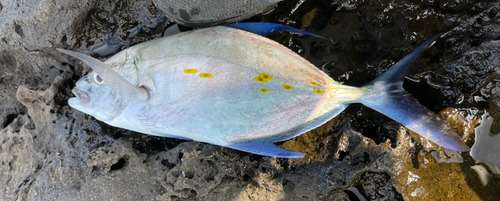 ナンヨウカイワリの釣果