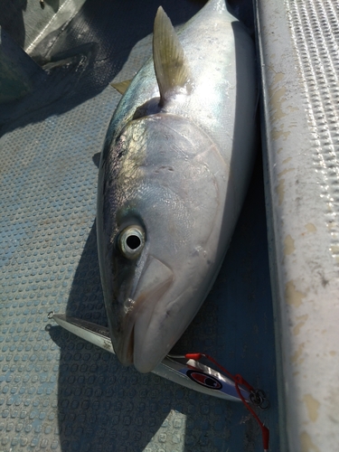 ヤズの釣果