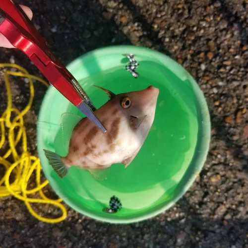 ウマヅラハギの釣果