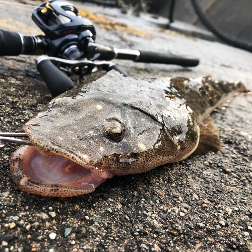 マゴチの釣果