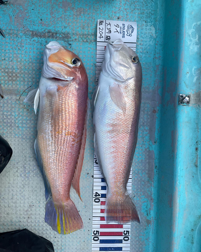 シロアマダイの釣果