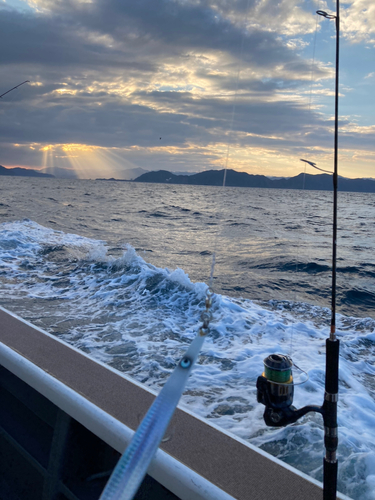 ハマチの釣果