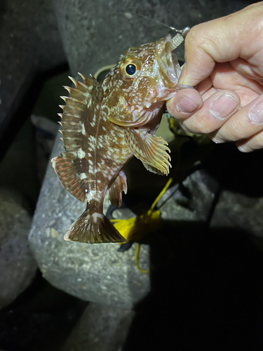 ガシラの釣果