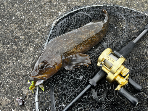 アブラコの釣果