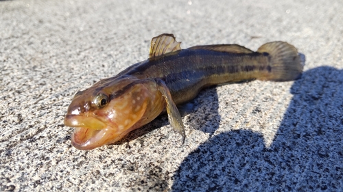 シマハゼの釣果