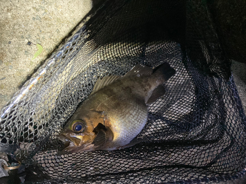 シロメバルの釣果