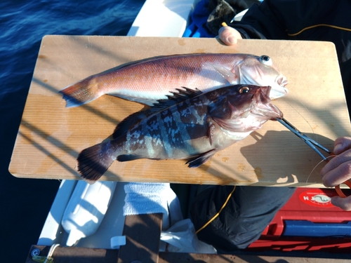 アマダイの釣果