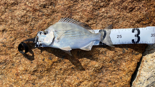 ヘダイの釣果