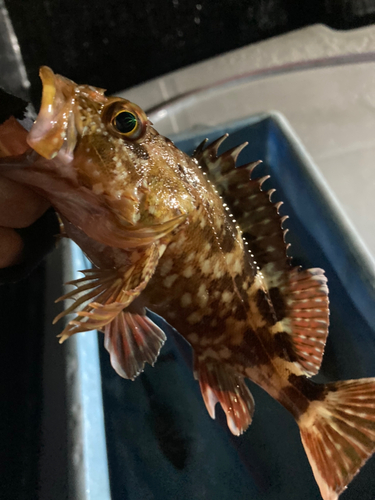 カサゴの釣果