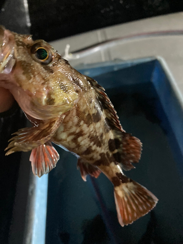 カサゴの釣果