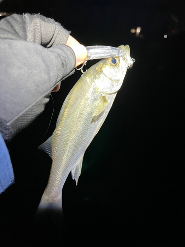 セイゴ（マルスズキ）の釣果