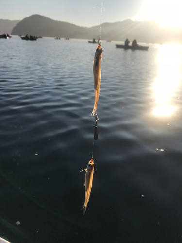 ワカサギの釣果