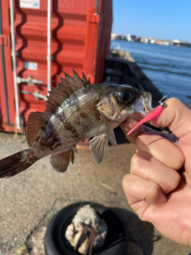 メバルの釣果