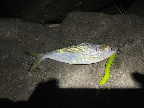 コノシロの釣果