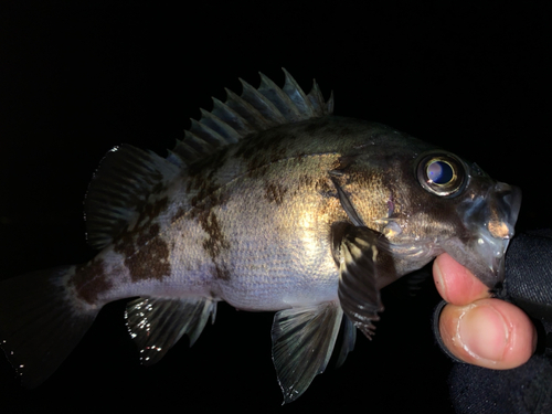 メバルの釣果