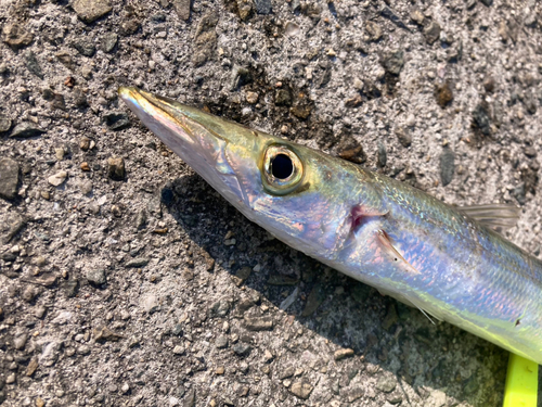 カマスの釣果