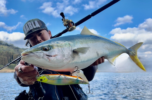 ブリの釣果