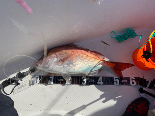 マダイの釣果