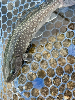 イワナの釣果